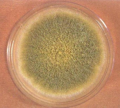 強(qiáng)堿可以起到殺滅黃曲霉素的作用哦